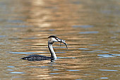 Great Crested Grebe (Podiceps cristatus) having caught a fish at sunrise, Landes, France.
