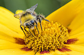 Bumblebee (Bombus sylvarum) on flower, Bouxières-aux-dames, Lorraine, France
