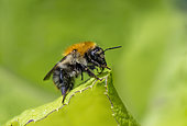 Brown Bumblebee (Bombus pascuorum) on a leaf, Bouxières-aux-dames, Lorraine, France
