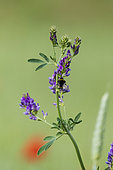 Buff-tailed bumblebee (Bombus terrestris) Pollinator on cultivated alfalfa flower Medicago sativa, France