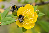 Bumblebee (Bombus sp) on golden St. John's wort (Hypericum patulum) flower, Jean-Marie Pelt Botanical Garden (Nancy), Lorraine, France