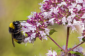 Buff-tailed bumblebee (Bombus terrestris) pollinating Marjoram Origana flower, Bouxières-aux-dames, Lorraine, France