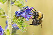 Cuckoo bumblebee (Bombus campestris (Psythirus) parasites of field bumblebees (Bombus pascuorum) on viperbugloss in forest, Bouxières-aux-dames, Lorraine, France