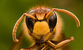 European hornet (Vespa crabro) portrait, Bouxières-aux-dames, Lorraine, France