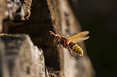 European hornet (Vespa crabro) in flight, with a pellet of insects caught at the nest entrance, Azelot, Lorraine, France