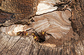 European hornet (Vespa crabro) nest entrance in a dead wood, Azelot, Lorraine, France