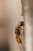 European hornet (Vespa crabro) trophallaxis = food exchange, Azelot, Lorraine, France