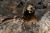 European hornet (Vespa crabro) nest entrance in a dead wood, Azelot, Lorraine, France