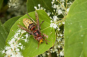 European hornet (Vespa crabro) on Japanese knotweed (Fallopia japonica), botanical garden of Nancy (Montet), Lorraine, France