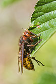 European hornet (Vespa crabro) on a leaf, Bouxières-aux-dames, Lorraine, France