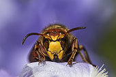 European hornet (Vespa crabro) on Iris flower, Bouxières-aux-dames, Lorraine, France