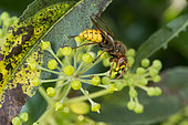 European hornet (Vespa crabro) on Ivy flower, Jean-Marie Pelt botanical garden (Nancy), Lorraine, France