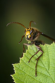 European hornet (Vespa crabro) on a leaf, Eulmont, Lorraine, France