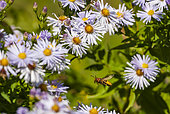 European hornet (Vespa crabro) in hunting flight among garden flowers, Bouxières aux dames, Lorraine, France