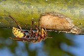 European hornet (Vespa crabro) eating the bark of an Ash tree in search of sweet/fermented sap, Madine, Lorraine, France