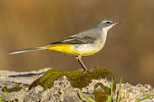 Greay Wagtail (Motacilla cinerea), side view of an adult in winter plumage, Campania, Italy