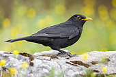 Common Blackbird (Turdus merula), side view of an adult male standing on a rock, Campania, Italy