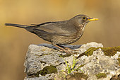 Common Blackbird (Turdus merula), side view of an adult female standing on a rock, Campania, Italy