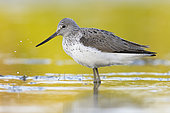 Greenshank (Tringa nebularia), side view of an adult standing in the water, Campania, Italy