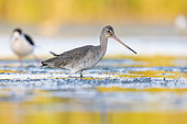 Black-tailed Godwit (Limosa limosa), side view of an adult in winter plumage standing in the water, Campania, Italy