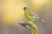 European Greenfinch (Chloris chloris), side view of an adult male perched on a branch, Campania, Italy