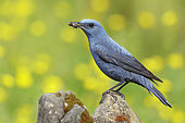Blue Rock Thrush (Monticola solitarius), side view of an adult male with a caught bee, Campania, Italy