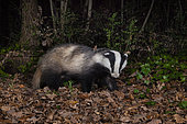 European Badger (Meles meles), side view of an adult walking in a wood, Campania, Italy