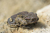 Unusual encounter: Yellow-bellied toad (Bombina variegata) on Common Toad (Bufo bufo), large size difference, Villey-Saint-Etienne, Lorraine, France