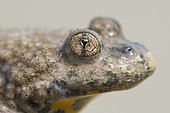 Portrait of Yellow-bellied toad (Bombina variegata) heart-shaped eye, Villey-Saint-Etienne, Lorraine, France