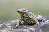 Yellow-bellied toad (Bombina variegata), Villey-Saint-Etienne quarry, Lorraine, France