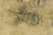 Yellow-bellied toad (Bombina variegata) 4-legged stage, end of metamorphosis, pond in a motocross quarry, Villey-Saint-Etienne, Lorraine, France
