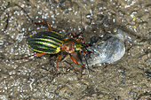 Ground beetle (Chrysocarabus auronitens) eating a Yellow-bellied toad (Bombina variegata) tadpole on bank, Jura, France