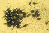 Yellow-bellied toad (Bombina variegata) tadpoles in pond, France