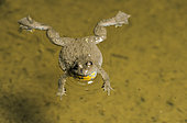 Sonneur à ventre jaune ou Crapaud sonneur à ventre jaune (Bombina variegata) mâle chanteur dans l'eau, France