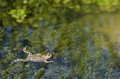 Yellow-bellied toad (Bombina variegata) swimming on the surface of a pond, France