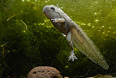 Yellow-bellied toad (Bombina variegata) tadpole at the end of its metamorphosis in a pond, France