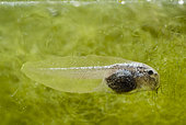 Yellow-bellied toad (Bombina variegata) tadpole in a pond, France