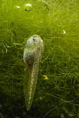 Yellow-bellied toad (Bombina variegata) tadpole in a pond, France