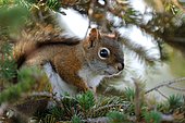 Red squirrel, Cap Breton Highlands National Park, American red squirrel (Tamiasciurus hudsonicus), Hudson squirrel, Canada, North America
