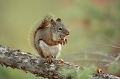 American Red Squirrel (Tamiasciurus hudsonicus), eating, Yellowstone National Park, Wyoming, USA, North America