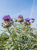 Globe Artichoke 'Imperial Star', Cynara scolymus 'Imperial Star', flowers
