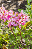 Horseshoe pelargonium, Pelargonium zonale 'Quantum Light Pink', flowers