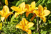 Erin Prairie Daylily, Hemerocallis 'Erin Prairie', flowers