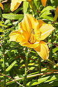 Erin Prairie Daylily, Hemerocallis 'Erin Prairie', flowers