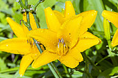 Daylily, Hemerocallis 'Great Scott', flowers