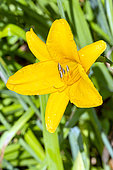 Daylily, Hemerocallis 'Great Scott', flower
