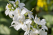 Chimney Bellflower 'Alba', Campanula pyramidalis 'Alba', flowers