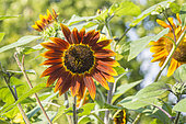Chocolate Sunflower, Helianthus annuus 'Chocolate', flower