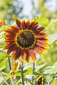Chocolate Sunflower, Helianthus annuus 'Chocolate', flower