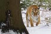 Siberian tiger (Panthera tigris altaica), running in winter forest